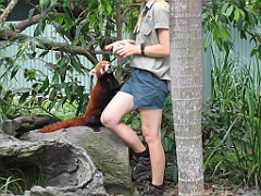 CairnsTC178 Cairns Tropical Zoo